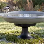 10 Best Heated Bird Baths for 2026